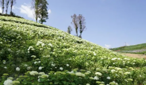云花產業發展再創佳績 產值首次突破千億大關