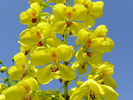 成都鮮花山谷：云實花開流金溢彩 開發應用前景廣闊