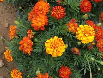 云花太空育種及創新技術研發成果豐碩