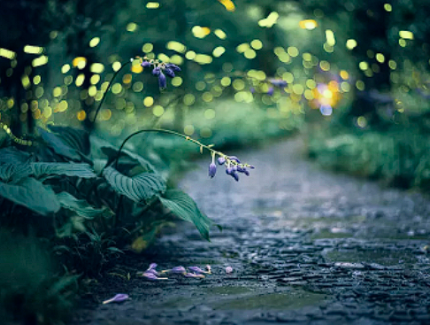 安徽六項舉措提升林長履職效能