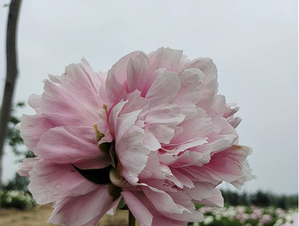 罕見：菏澤牡丹園芍藥并蒂花花開正好