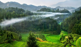 重慶加強生態環境司法與林業監管執法協作