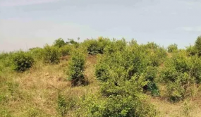 在雜灌林地上建成的植物王國