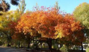 鄉土樹種元寶楓4個新品種問世