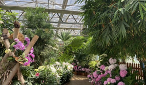 西安繡球花品種展示暨花卉產(chǎn)業(yè)發(fā)展研討會(huì)舉辦 90個(gè)新品種同臺(tái)比美