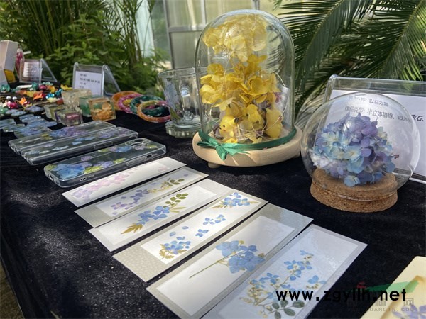 現場展示的繡球花加工產品 - 復件.jpg 現場展示的繡球花加工產品 - 復件.jpg