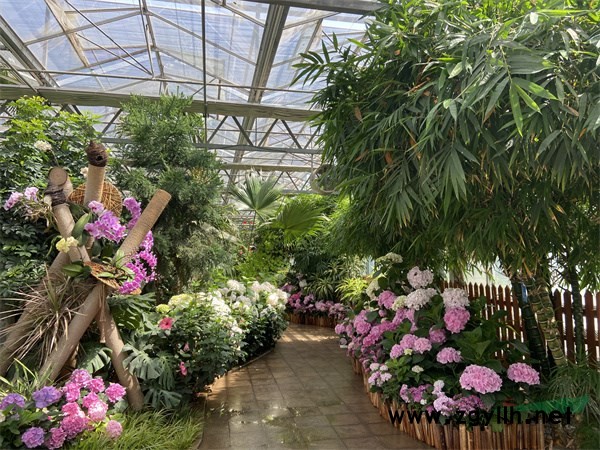 花大色艷的繡球花營造的展區景觀 - 復件.jpg 花大色艷的繡球花營造的展區景觀 - 復件.jpg