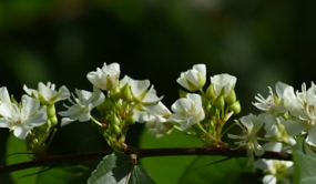 中國特有種平當樹落地極小種群野生植物專類園