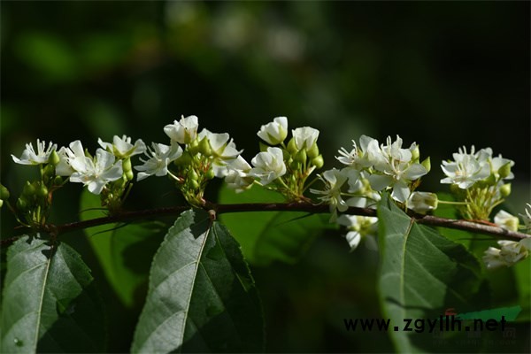 花色潔白的平當(dāng)樹花朵簇?fù)沓蓤F(tuán) (4).jpg 花色潔白的平當(dāng)樹花朵簇?fù)沓蓤F(tuán) (4).jpg