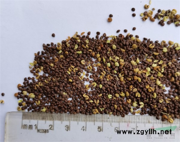 平當(dāng)樹種子.jpg 平當(dāng)樹種子.jpg