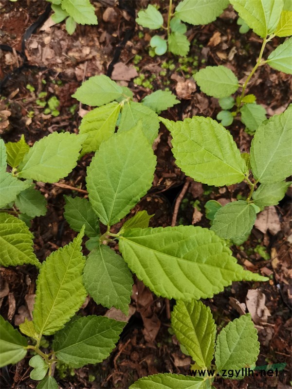 人工繁育的平當(dāng)樹幼苗 (2).jpg 人工繁育的平當(dāng)樹幼苗 (2).jpg