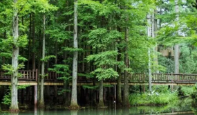 浙江召開全省林業固碳增匯試點工作現場會