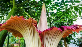 百萬(wàn)網(wǎng)友線上觀看版納植物園巨花魔芋開花過(guò)程