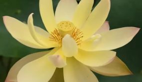 《觀賞荷花新品種選育》出版