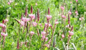 甘肅鄉土草種創新培育工作走在全國前列