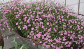 滇產滿天星切花價格暴跌 云花賤賣為何受傷的總是花農？