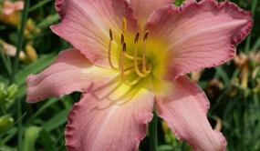 上海應(yīng)用技術(shù)大學(xué)發(fā)布三個(gè)萱草優(yōu)秀新品種