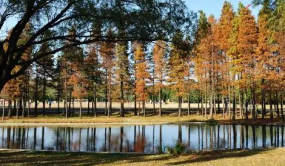 上海開展林業外來入侵物種野外普查