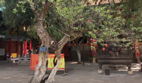 昆明黑龍潭公園投資19萬元復壯搶救四株古樹