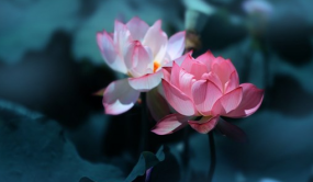 500多個荷花睡蓮品種各展嬌姿 第36屆全國荷花展覽即將在昆舉辦