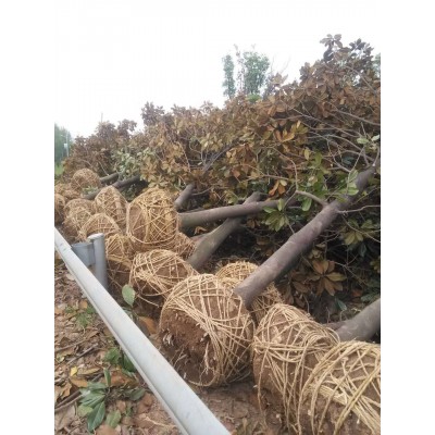 南京雪松價格 廣玉蘭 白玉蘭 大葉女貞 馬褂木