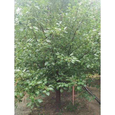 出售八棱海棠5公分8公分10公分15公分山東海棠