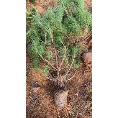 出售油松油松杯苗