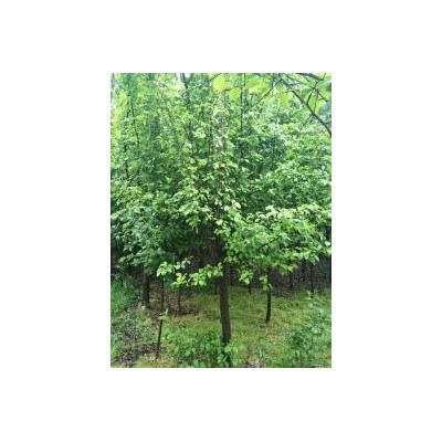 出售杜梨5公分8公分10公分山東