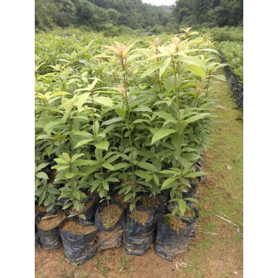 閩楠苗 楠木苗 楨楠苗 滇楠苗 閩楠種子 金絲楠木苗