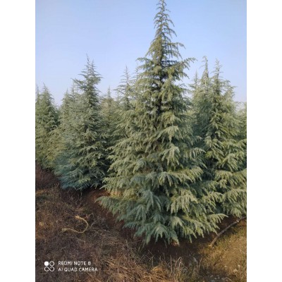 南京雪松價格 廣玉蘭 白玉蘭 大葉女貞 馬褂木